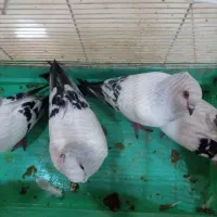 کبوتر شامی کاکلی|پرنده|شاهین‌شهر, خانه کارگر|دیوار