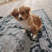 فوری فوری این سگ گمشده