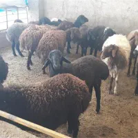 فروش گوسفند زنده به قیمت