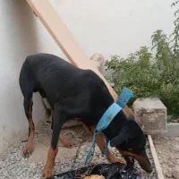 سگ دوبرمن|سگ|کرج, ملکآباد|دیوار
