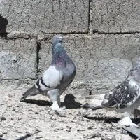 بهبهانی|پرنده|ارژن, |دیوار