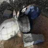 خرگوش|موش و خرگوش|لنجان, |دیوار