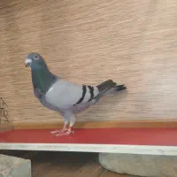 کبوتر پلاکی  مسافتی عراق