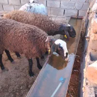 بره ماده شال اصیل|حیوانات مزرعه|مشهد, سلام|دیوار