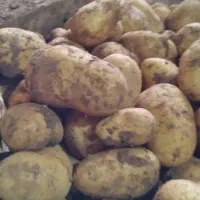 سیب زمینی جیلی ۴۰۰