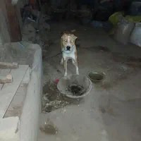سگ نژاد دار