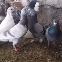 کبوتر|پرنده|چرداول, |دیوار