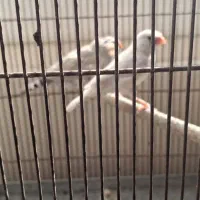 یک جفت فنچ رنگ خاص مولد|پرنده|اصفهان, گلزار|دیوار