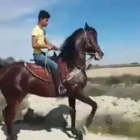 اسب عرب مصری فروش فوری دوتا هم کورد