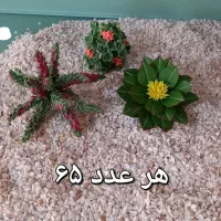 کاکتوسهای خمیری زیبا|گل مصنوعی|تهران, اختیاریه|دیوار