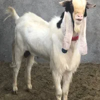 بزغاله نرتکه اصل‌پاکستانی استثنایی(میش بره گوسفند)