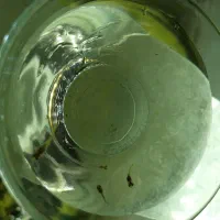 بچه ماهی گوپی