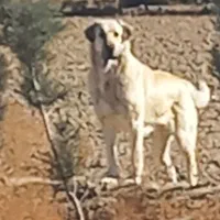 حیوون پیدا شده