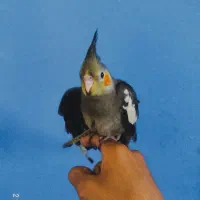 عروس هلندی دستی