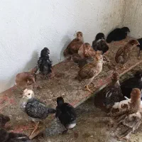 جوجه یک ماهه درجه یک