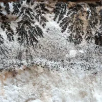 سلامفروشسنگشجر|جواهرات|بردسیر, |دیوار