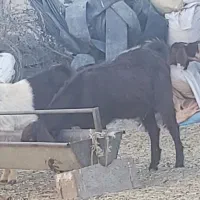 فروش ۲ عدد یکساله آوست