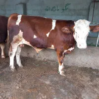 سیمینتال اصیل|حیوانات مزرعه|تهران, آهنگ|دیوار