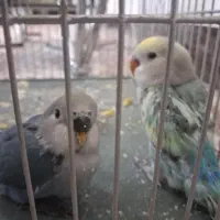 جوجه طوطی کوتوله برزیلی