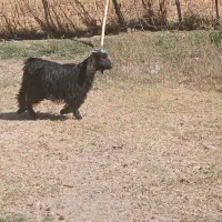 ۴ عدد بزغاله چاق|حیوانات مزرعه|ایلام, |دیوار