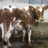 گوساله نر ورزا کوله چالوسی
