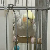 عروس هلندی لوتینو|پرنده|پردیس, فاز ۱۱|دیوار