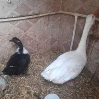 یک عدد غو غاز واوردک فقط
