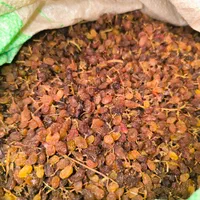 کشمش درگز کشمش آفتابی کشمش پلویی گله گردو تیزآبی|خوردنی و آشامیدنی|مشهد, الهیه|دیوار