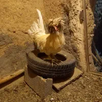 مرغ،اردک،خرگوش|حیوانات مزرعه|دهگلان, |دیوار