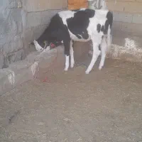 گاویاگوساله ماده شیری وعلف خور
