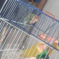 یک جفت کوتوله و یک قفس