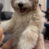 سگ نژاد ترکیبی شیتزو پودل بسیار جذاب و دوست داشتنی|سگ|تبریز, |دیوار