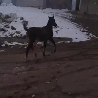 کره نریون|اسب و تجهیزات اسب‌سواری|دورود, |دیوار