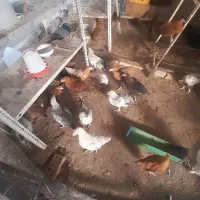 مرغ خروس نیمچه جوجه ۲ ماهه