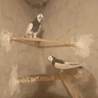 کبوتر|پرنده|هشتگرد, قاسم آباد بزرگ|دیوار