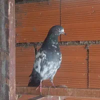 کبوتر پرشی