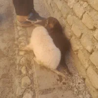 کته سگ غذاخور ماده