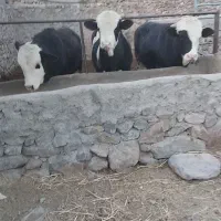 گوساله ها ۱۱ ماه