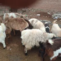 میش، بره، چبش