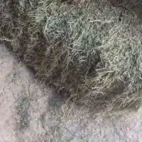 یونجه درجه یک انباری