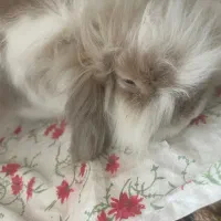 خرگوش لپی|موش و خرگوش|خمینی‌شهر, |دیوار