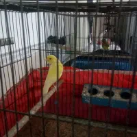 قناری نروماده