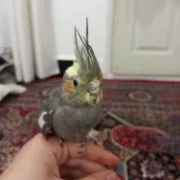 طوطی عروس هلندی