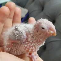 جوجه سرلاکی  گرینچیک اناناسی یلوساید دبل رد