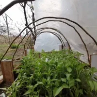 نشاء نشا صیفی‌جات سبزی جات گوجه خیار کاهو فلفل کلم