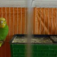 دو عدد مرغ عشق نر سالم با قفس|پرنده|مشهد, هفت تیر (آب و برق)|دیوار