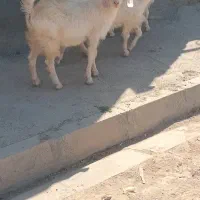 بزغاله فروشی