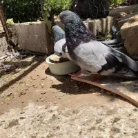 یه جفت کبوتر سبز جم قنار کم یاب نسل دار