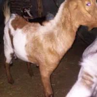 قیمت 8000000تومان|حیوانات مزرعه|بیکاه, |دیوار