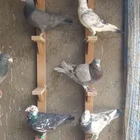 المانی
